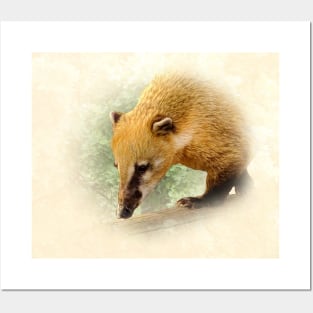 Coati Posters and Art